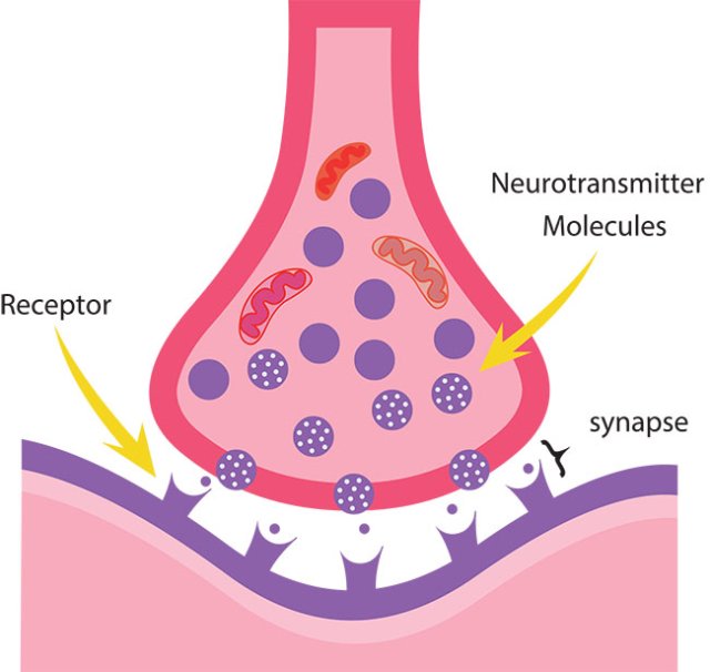 Motor Nerves: How the Brain Controls Movement