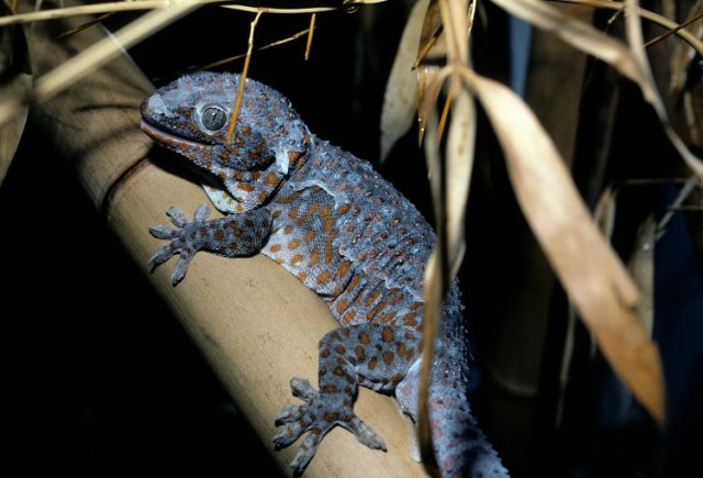 Common House Gecko Facts for Kids – The Lizard That Lives with Us