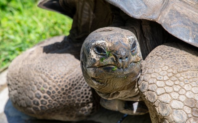 Desert Tortoise Facts for Kids – Survivor of the Dry Lands
