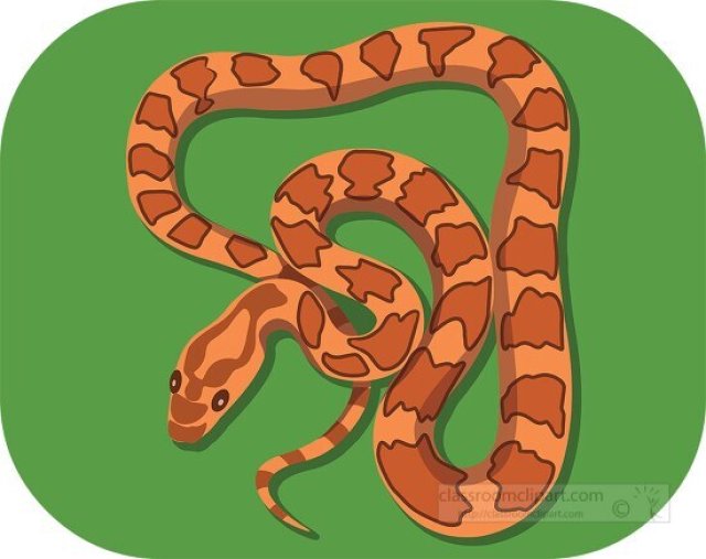 Corn Snake Facts for Kids – Colorful Non-Venomous Snake