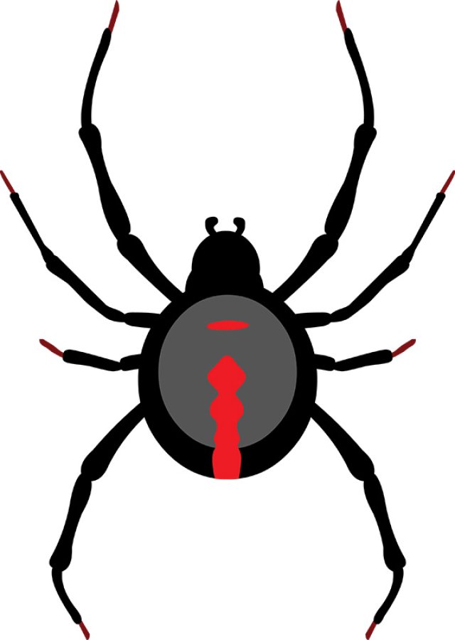 Black Widow Spider Guide: Nature’s Most Famous Venomous Spider