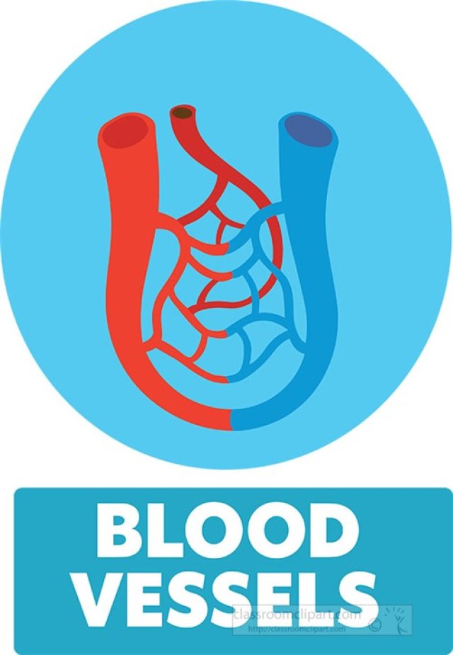 blood Vessels for Students: How Arteries, Veins, and Capillaries Keep Blood Moving