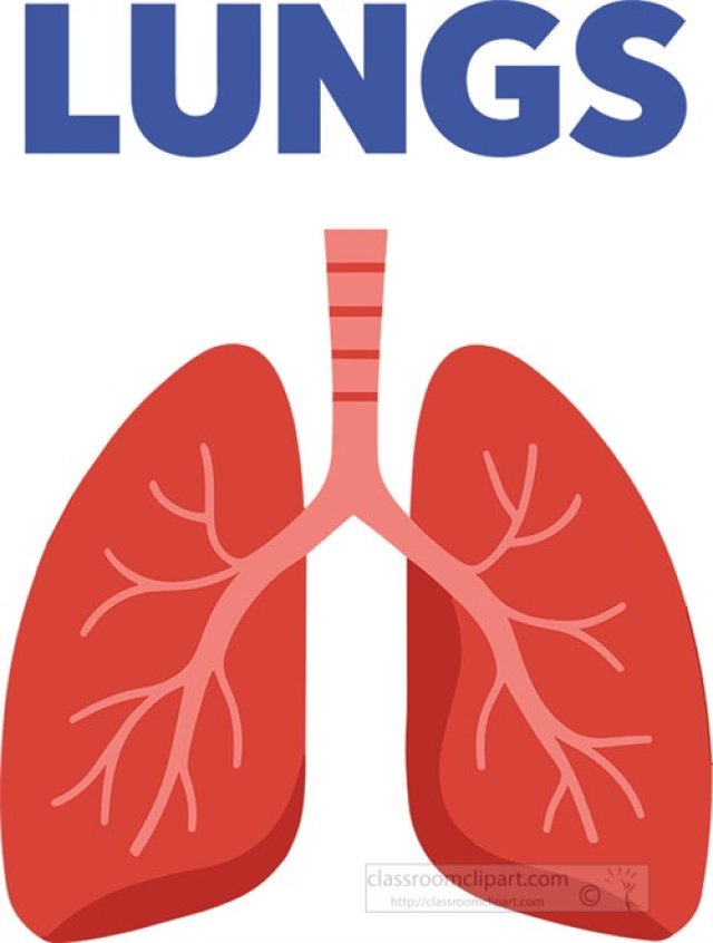 How the Lungs Work: From Air to Oxygen – A Guide for Students
