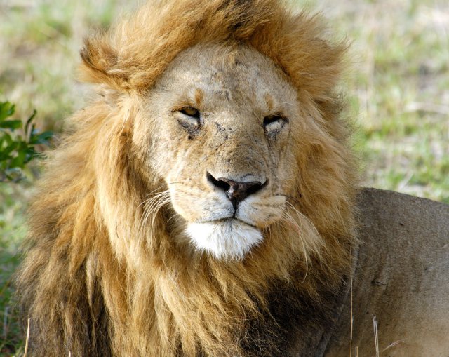 Lions: The Ultimate Kids’ Guide– Facts, Habitat, and Fun Quiz