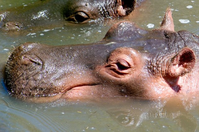 Hippopotamus Facts for Kids – Fun Guide to Hippos, Habitat, Diet & Behavior
