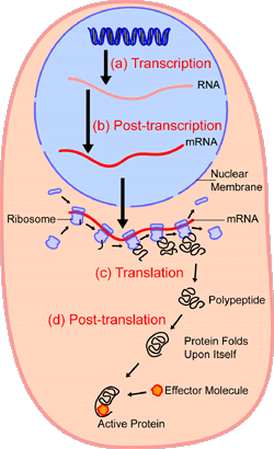 An overview of protein synthesis.Within the  of the cell (light blue),  (DNA, dark blue) are  into . This RNA is then subject to post-transcriptional modification and control, resulting in a mature  (red) that is then transported out of the nucleus and into the  (peach), where it undergoes  into a protein. mRNA is translated by  (purple) that match the three-base  of the mRNA to the three-base  of the appropriate . Newly synthesized proteins (black) are often further modified, such as by binding to an effector molecule (orange), to become fully active.