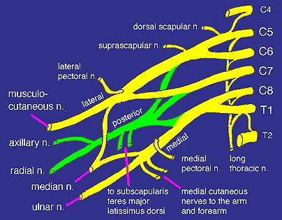 Image:brachialplexusdiagram.gif