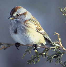 American Tree Sparrow, Spizella arborea