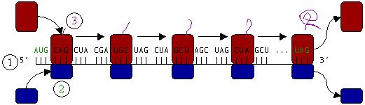 Figure 3 : Translation (1) of mRNA by a ribosome (2) into a polypeptide chain (3). The mRNA begins with a start  (AUG) and ends with a stop codon (UAG).