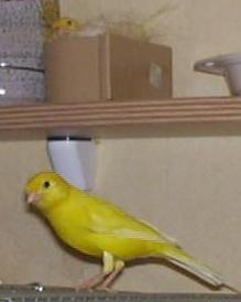  Male canary and breeding female