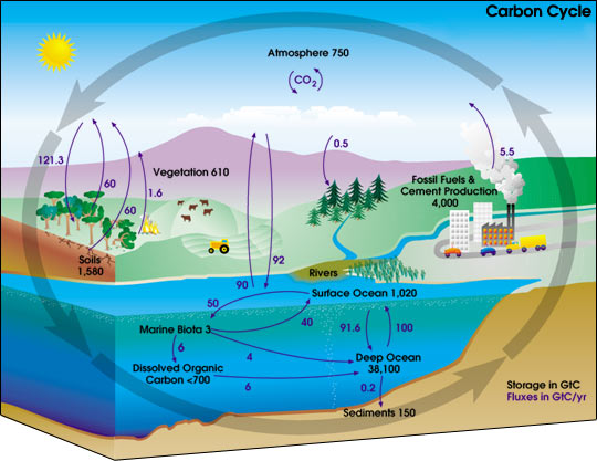Diagram of the carbon cycle. The black numbers indicate how much carbon is stored in various reservoirs (in billions of tons). The blue numbers indicate how much carbon moves between reservoirs each year.