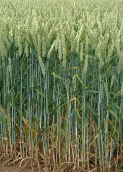 Image:Wheat.jpg