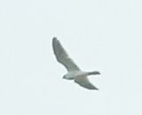 photo of White-tailed Kite in the air