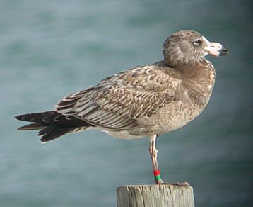 image:Pacific_Gull-young.jpg