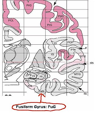 Please observe: the above picture was copied from this fantastic brain atlas (http://www.uni-duesseldorf.de/MedFak/mai/atlas/micro.pdf)