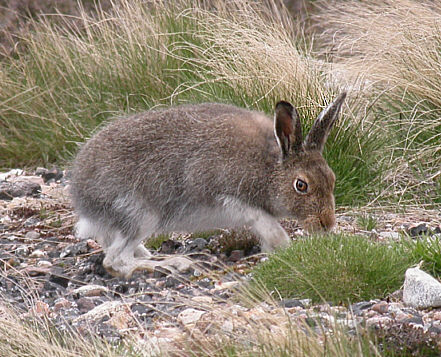 Mountain Hare – moulting into summer pelage – Scotland May 2004