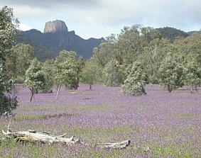 Purple flowers of the highly invasive  infest the  in , .