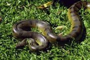 Anaconda in South America