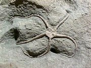 Fossil brittle star Palaeocoma egertoni from the Jurassic of England