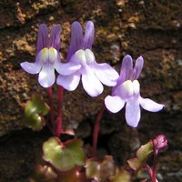 A close-up of the flowers of Ivy-leaved toadflax