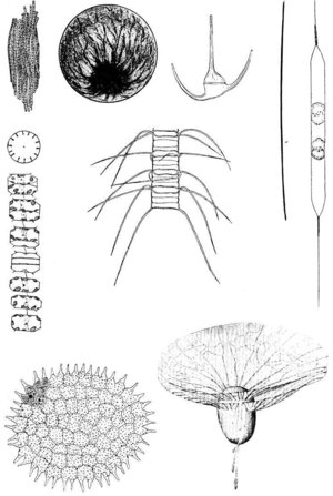 Photomontage of plankton organisms
