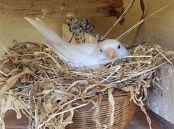 A canary nesting