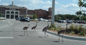 A family of four  in front of a Publix in 