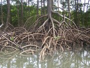 Roots in the Amazon rainforest
