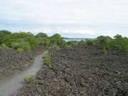 Lava field with path and encroaching vegetation