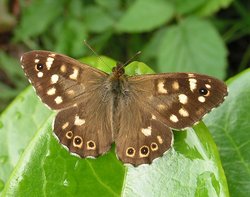 A male Speckled Wood butterfly