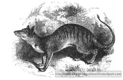 Tasmanian Wolf Illustration provided by Classroom Clip Art (http://classroomclipart.com)
