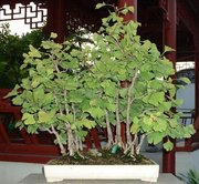 Ginkgo as penjing in the Montreal Botanical Gardens