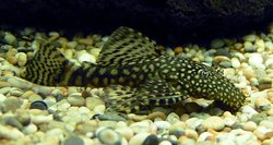A young male Bristlenose Catfish.  The bristles are not yet fully grown.