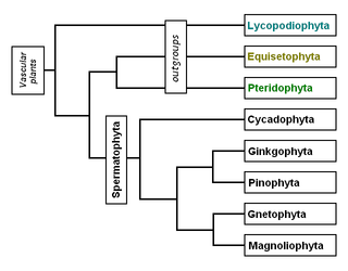 Phylogeny of the Spermatophyta