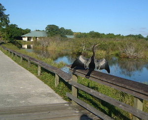 An Anhinga perched on the boardwalk railing