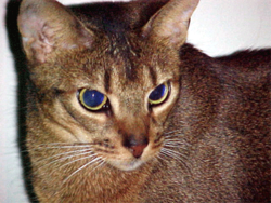 Shorthaired Abyssinian