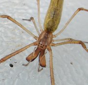 A long-jawed spider illustrating jaws, pedipalps, and eye pattern