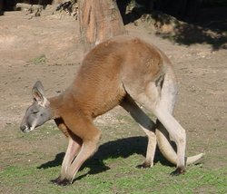 Five 'legs' for moving slowly while browsing: the forelimbs and muscular tail take the animal's weight while the hind legs are brought forward: a Red Kangaroo.