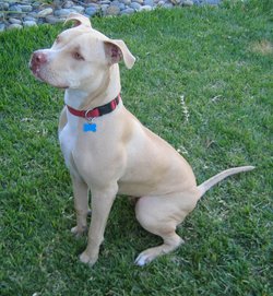 The  is one of several pit bull breeds.