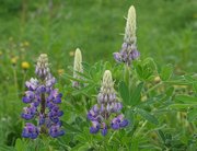 Wildflower located in a field near Juneau Alaska.Image provided by Classroom ClipArt (http://classroomclipart.com)