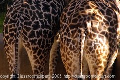 Giraffes use their long, prehensile tongues to extend their reach.  Specimen at the , .