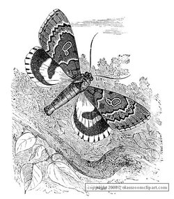 Moth image provided by Classroom Clip Art (http://classroomclipart.com)