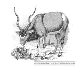 Addax Illustration provided by Classroom Clip Art (http://classroomclipart.com)