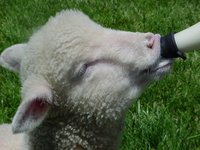 A lamb being bottle fed