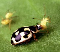 P-14  consuming an aphid