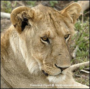 A Lion resting at a reserve in Kenya Africa. Image provided by Classroom Clip Art (http://classroomclipart.com)