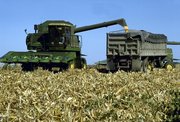 A combine harvesting corn