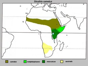 The distribution of ostriches in 