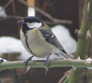 The Great Tit, an insectivorous bird.