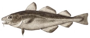 Atlantic cod (Gadus morhua)